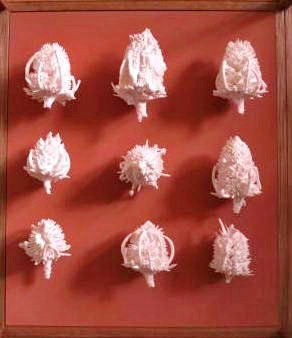 Bone China Seed Pods
